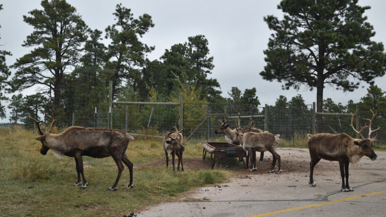 Bear Country U.S.A. is 250-acre drive-through bear park w/wolves, big horn sheep, elk, plenty of black bear, grizzly bear, lynx, bobcat, coyote, beaver, badger. Photo via Shutterstock.