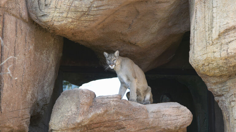 Mountain sitting on a rock at the Arizona-Sonora Desert Museum.