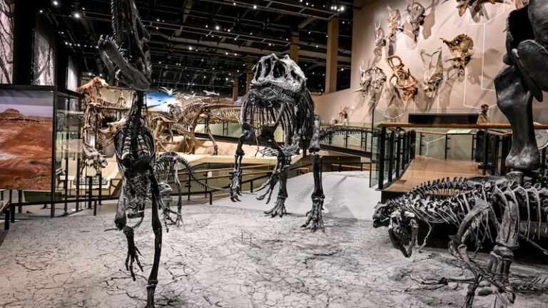 Dinosaurs displays at Natural History Museum of Utah.