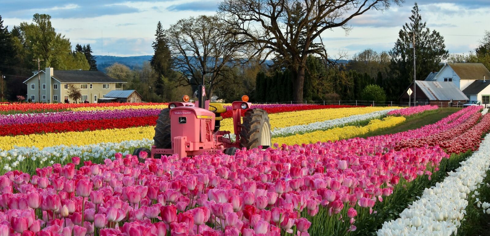 WOODBURN, OREGON - CIRCA APRIL 2013. Wooden Shoe Annual Tulip festival.