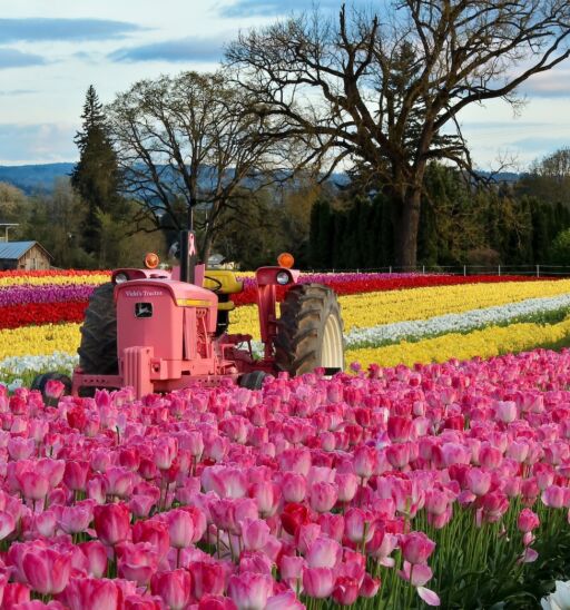 WOODBURN, OREGON - CIRCA APRIL 2013. Wooden Shoe Annual Tulip festival.