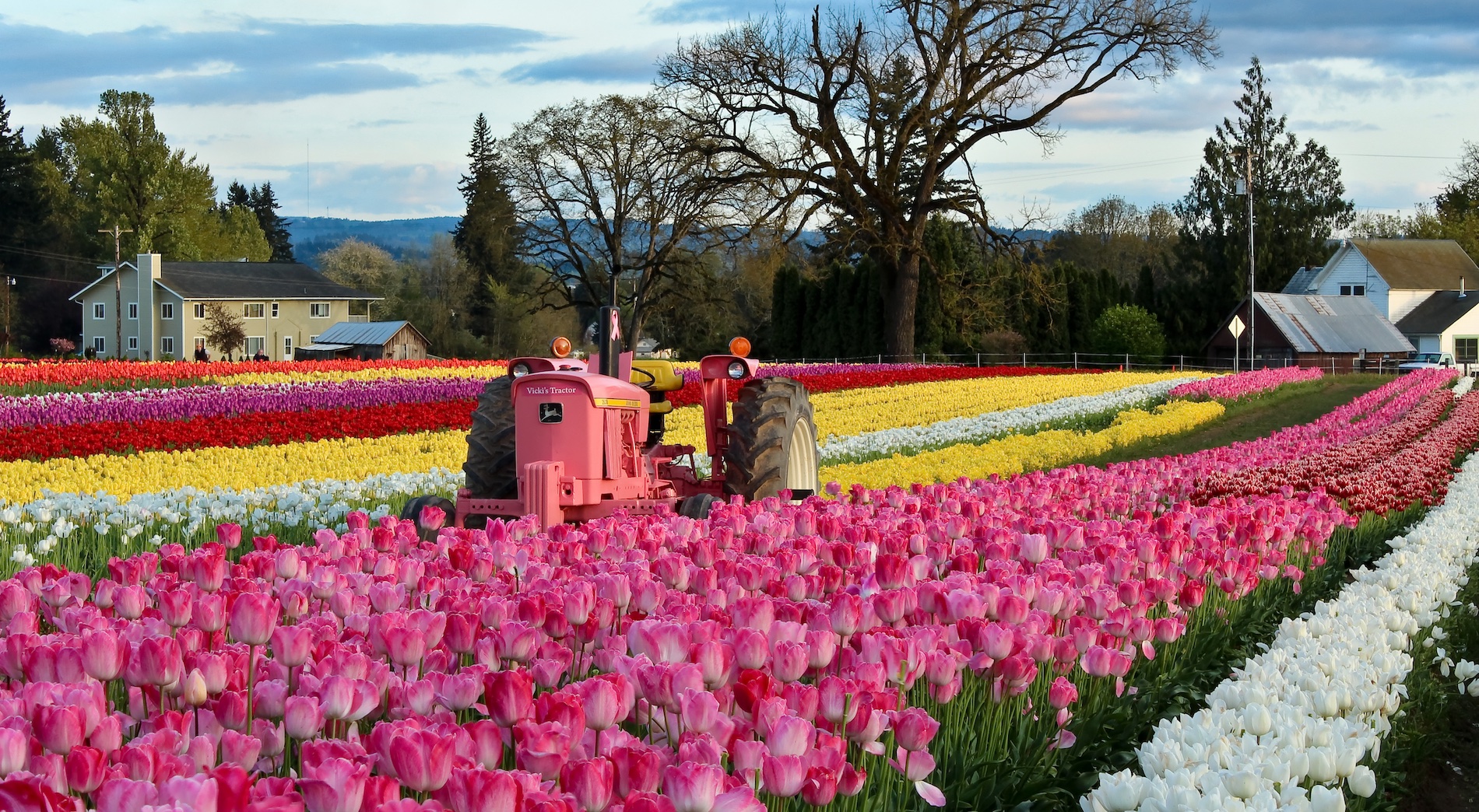 Wooden Shoe Tulip Festival 2024 Festivals Fifty Grande