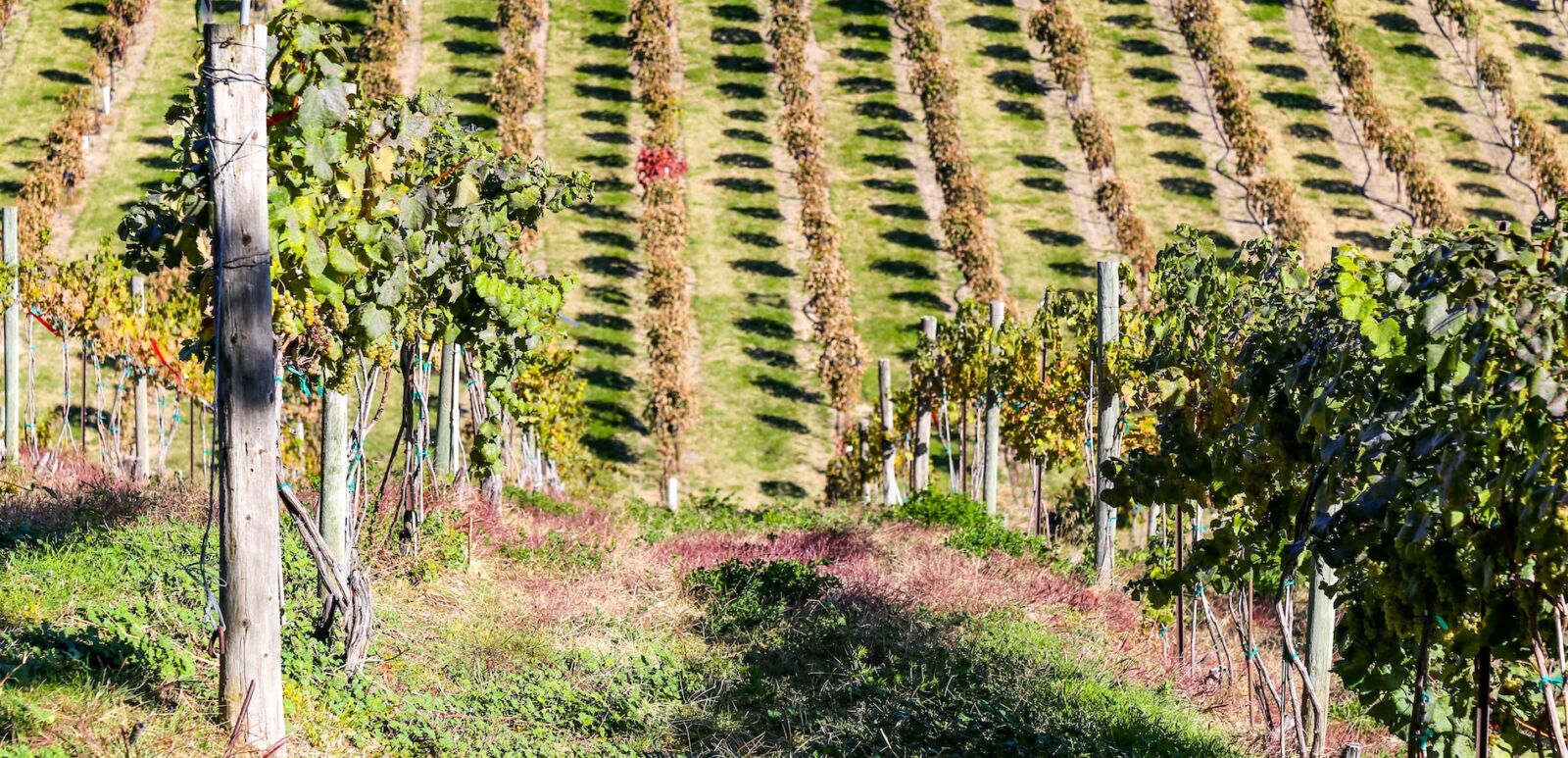 Snake River wine region in southwestern Idaho