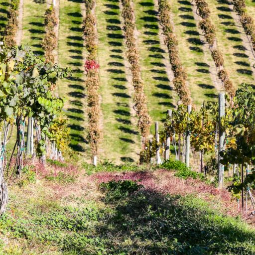 Snake River wine region in southwestern Idaho