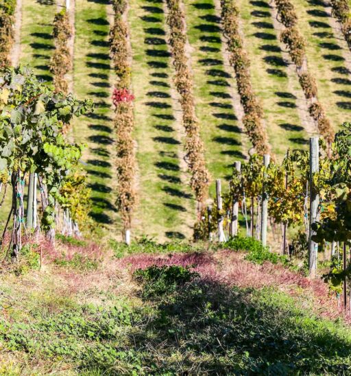 Snake River wine region in southwestern Idaho