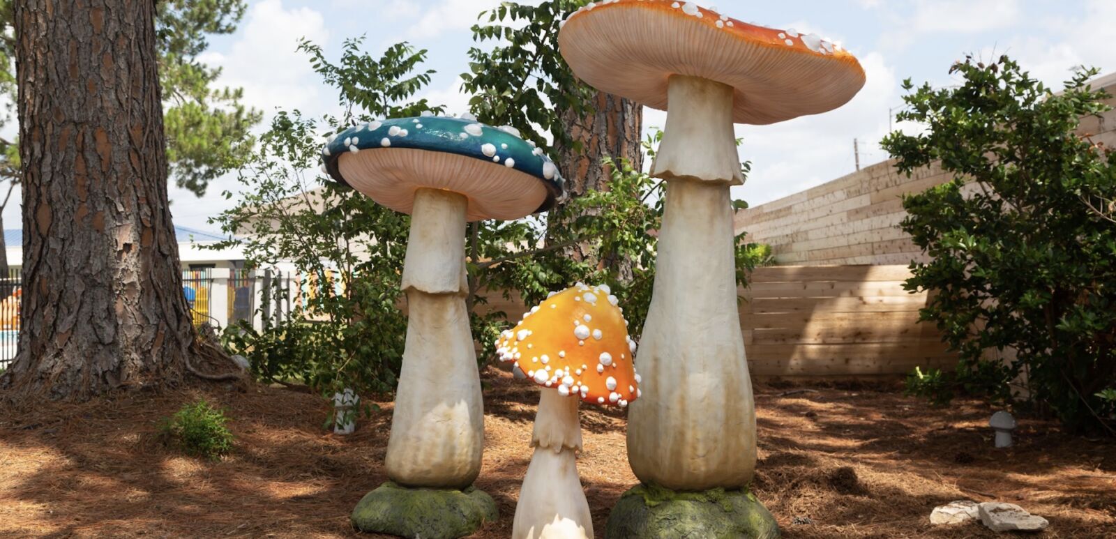 Mushrooms on the grounds of Hotel McCoy College Station