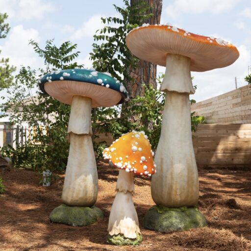 Mushrooms on the grounds of Hotel McCoy College Station