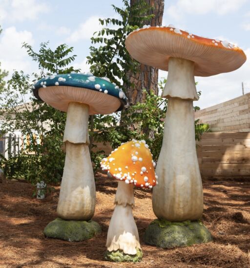 Mushrooms on the grounds of Hotel McCoy College Station