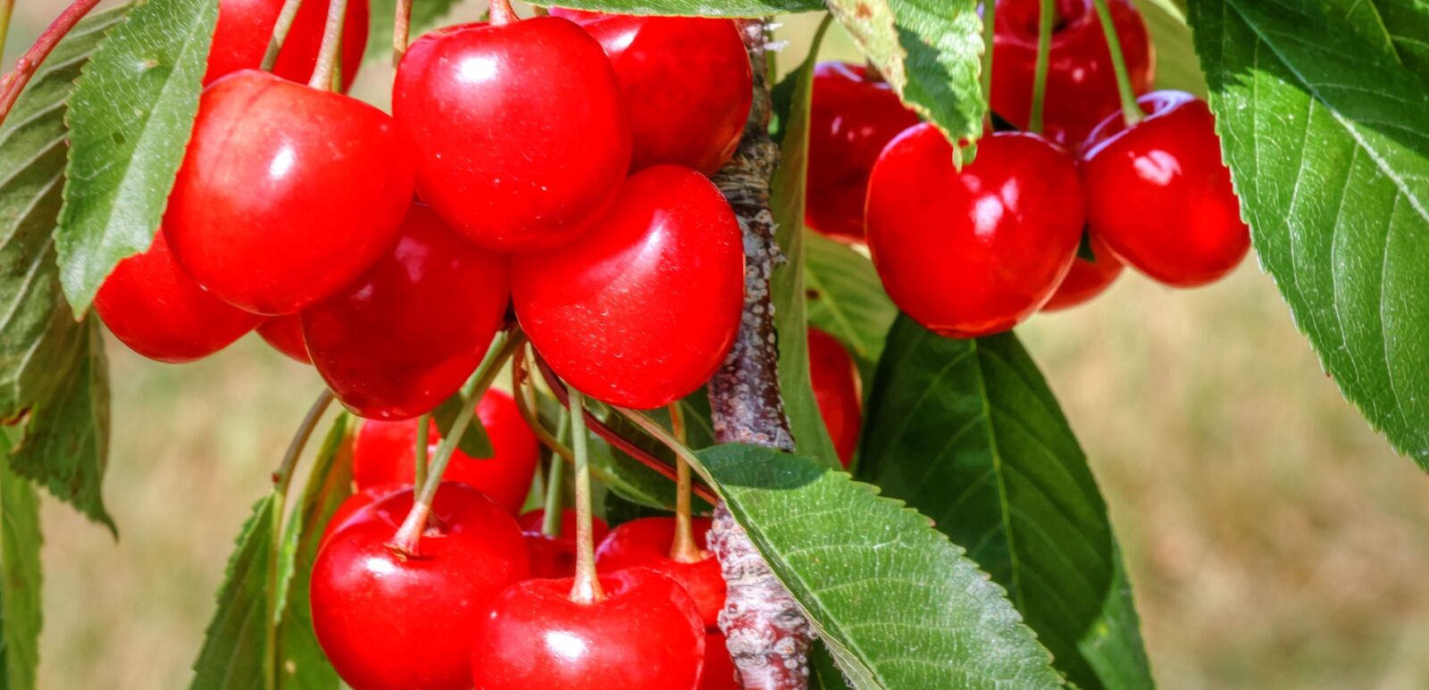 Traverse City Cherries, Home of the National Cherry Festival
