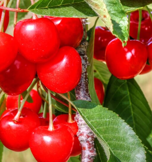 Traverse City Cherries, Home of the National Cherry Festival