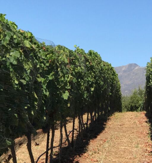 Vineyard in Ojai Valley, California.