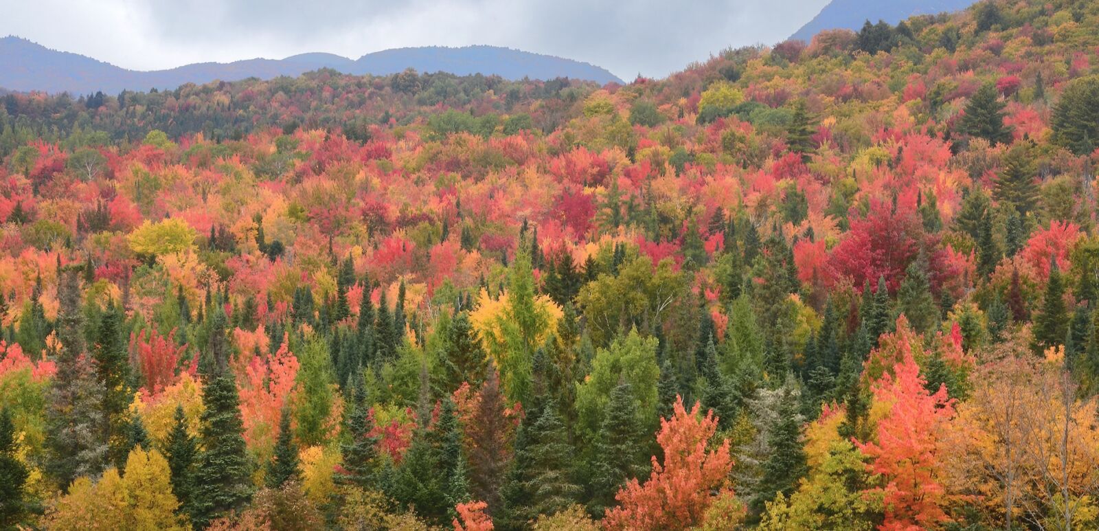 Scenic view of distant mountains and tree lined hillside carpeted with evergreen trees and colorful fall foliage.