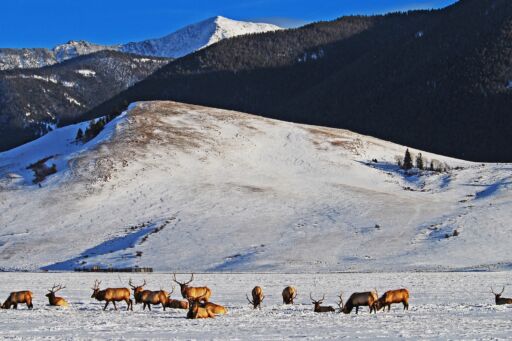 An elk refuge in Jackson Hole, Wyoming.