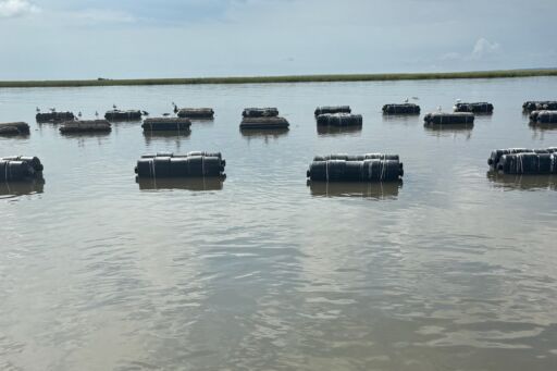 Oyster farm