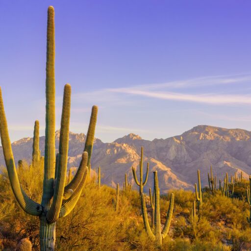 The City with America’s Best Mexican Food?